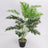 Artificial Flower Green Plant Monstera Plant Flower Indoor Shopway.